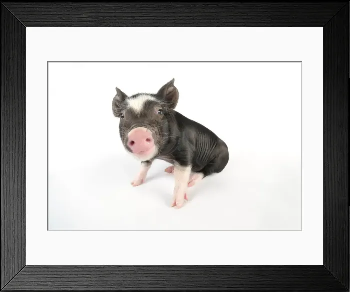 Framed Print : Pig. Berkshire piglet Framed Print : Pig. Berkshire piglet