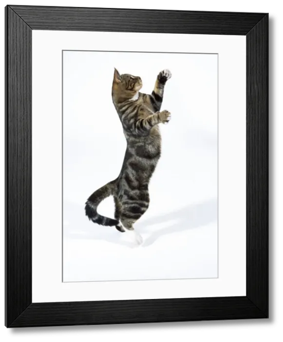 Framed Print : Tabby Cat - on hind legs playing Framed Print : Tabby Cat - on hind legs playing