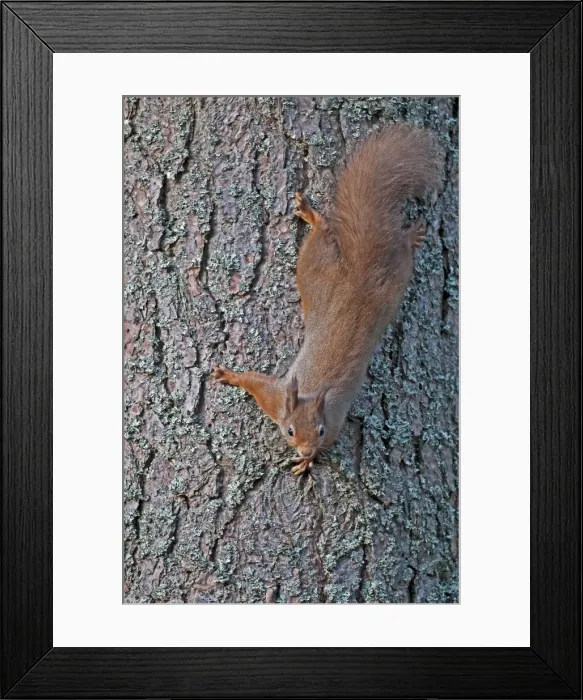 Framed Print : Red Squirrel - coming down tree trunk head first - Cairngorm - Scotland Framed Print : Red Squirrel - coming down tree trunk head first - Cairngorm - Scotland