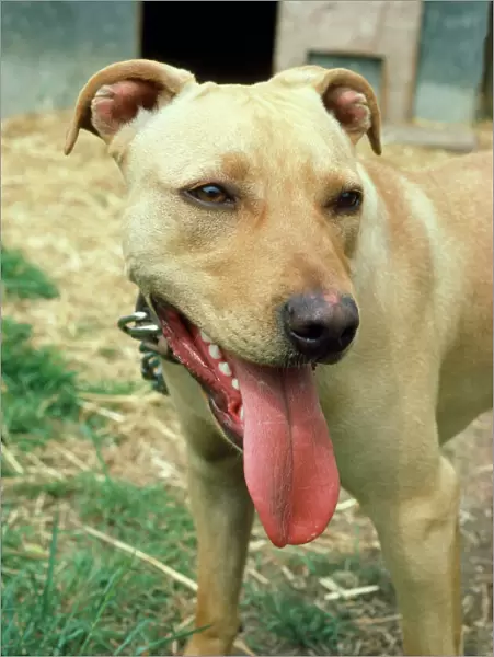 Pit Bull Terrier Dog