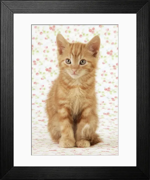 Framed Print : KITTEN. ( ginger ) Framed Print : KITTEN. ( ginger )