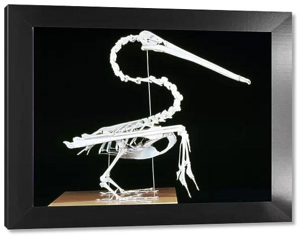 Brown Pelican Skeleton - coastal California