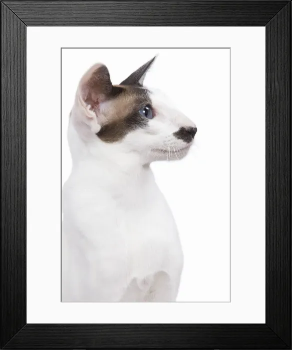 Framed Print : Siamese Cat - seal point & white with moustache Framed Print : Siamese Cat - seal point & white with moustache
