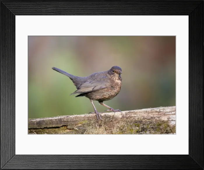 Framed Print : Blackbird - female - Cornwall - UK Framed Print : Blackbird - female - Cornwall - UK