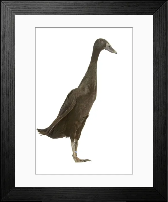 Framed Print : Indian Runner Duck - in studio Framed Print : Indian Runner Duck - in studio