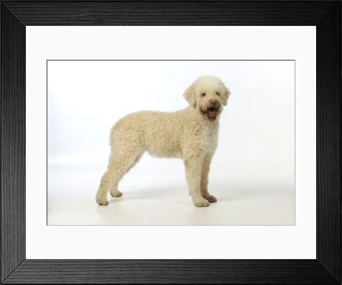 Framed Print : DOG. Lagotto romagnolo Framed Print : DOG. Lagotto romagnolo