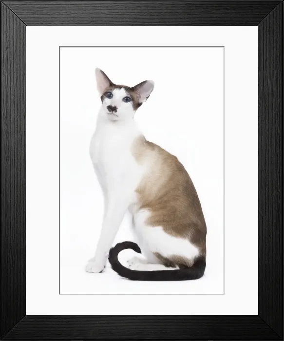 Framed Print : Siamese Cat - seal point & white with moustache Framed Print : Siamese Cat - seal point & white with moustache