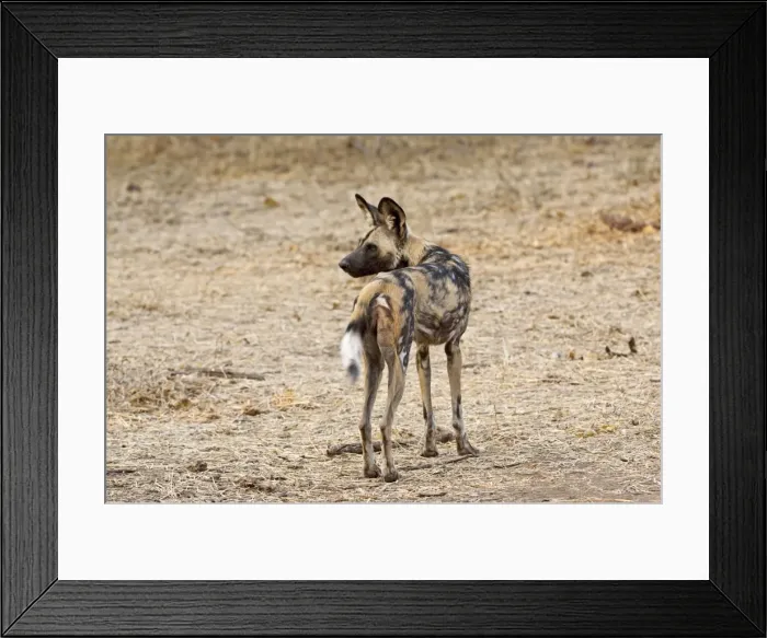 Framed Print : Wild Dog - standing looking behind - Mashatu Game Reserve - Botswana Framed Print : Wild Dog - standing looking behind - Mashatu Game Reserve - Botswana