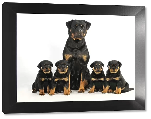 DOG. Rottweiler sat with four rottweiler puppies