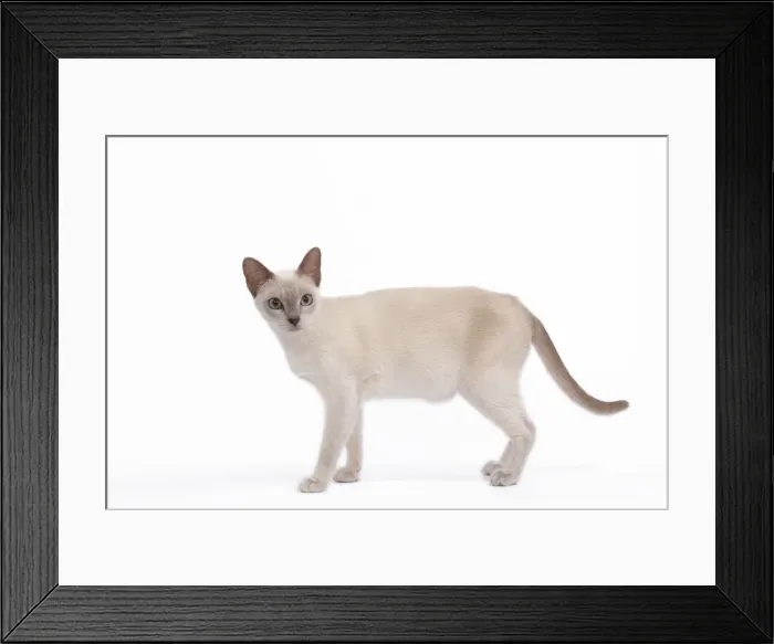 Framed Print : Tonkinese cat - Lilac - in studio Framed Print : Tonkinese cat - Lilac - in studio