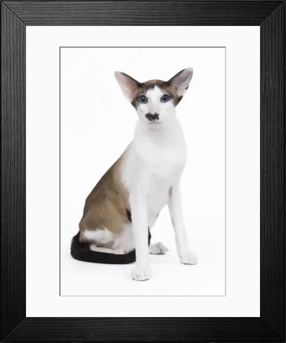 Framed Print : Siamese Cat - seal point & white with moustache Framed Print : Siamese Cat - seal point & white with moustache