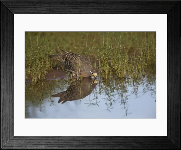 Framed Print : Common Bronzewing A male at a waterhole at Ti Tree, Northern Territory, Australia Framed Print : Common Bronzewing A male at a waterhole at Ti Tree, Northern Territory, Australia