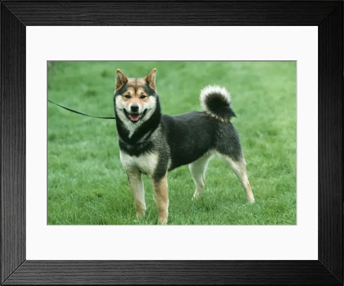 Framed Print : Shiba Inu Dog Framed Print : Shiba Inu Dog