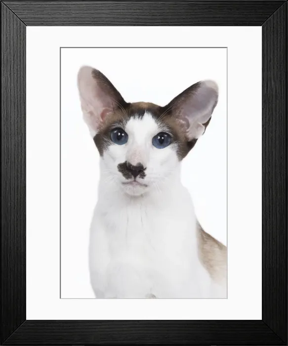 Framed Print : Siamese Cat - seal point & white Framed Print : Siamese Cat - seal point & white