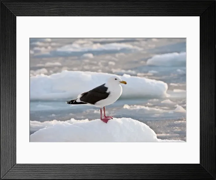Framed Print : Slaty-backed Gull - standing on sea ice - Hokkaido Island - Japan Framed Print : Slaty-backed Gull - standing on sea ice - Hokkaido Island - Japan