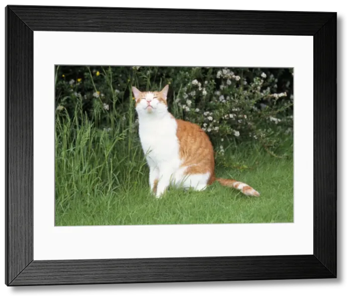 Framed Print : Cat - sniffing the air Framed Print : Cat - sniffing the air