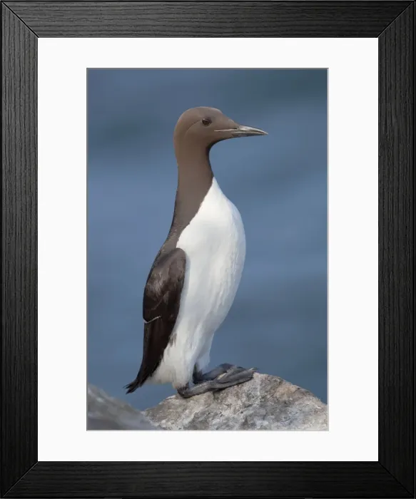 Framed Print : Guillemot - on a rock Framed Print : Guillemot - on a rock
