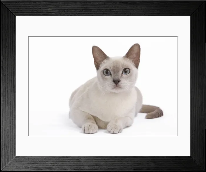 Framed Print : Tonkinese Cat - Lilac in studio Framed Print : Tonkinese Cat - Lilac in studio