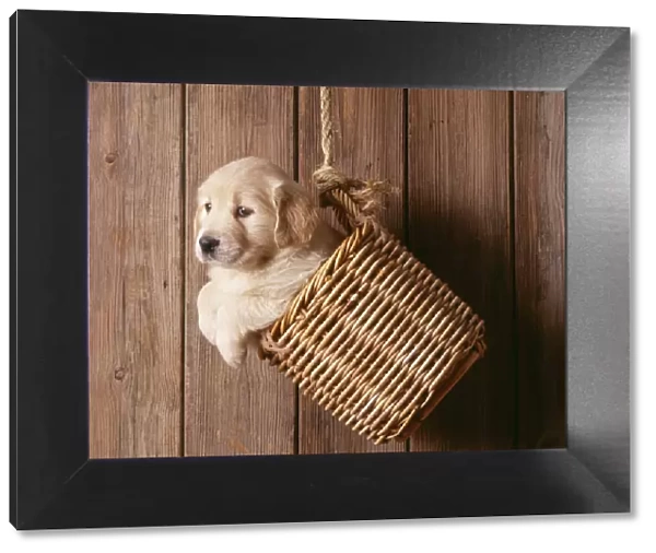 Dog - Golden Retriever - puppy in basket