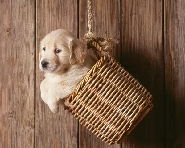 Dog - Golden Retriever - puppy in basket