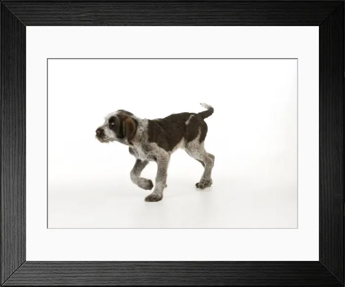 Framed Print : DOG. Spinone puppy Framed Print : DOG. Spinone puppy