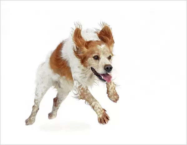 dog - Brittany Spaniel running towards camera in studio
