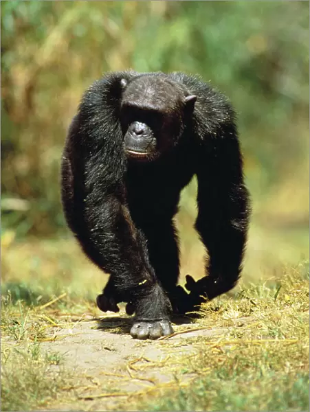Eastern (Long-haired) Chimpanzee - Mahale Mtns. N. P. Tanzania
