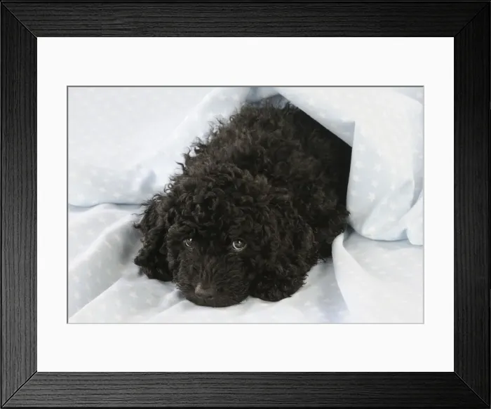 Framed Print : DOG. Spanish water dog puppy laying down covered with cloth Framed Print : DOG. Spanish water dog puppy laying down covered with cloth