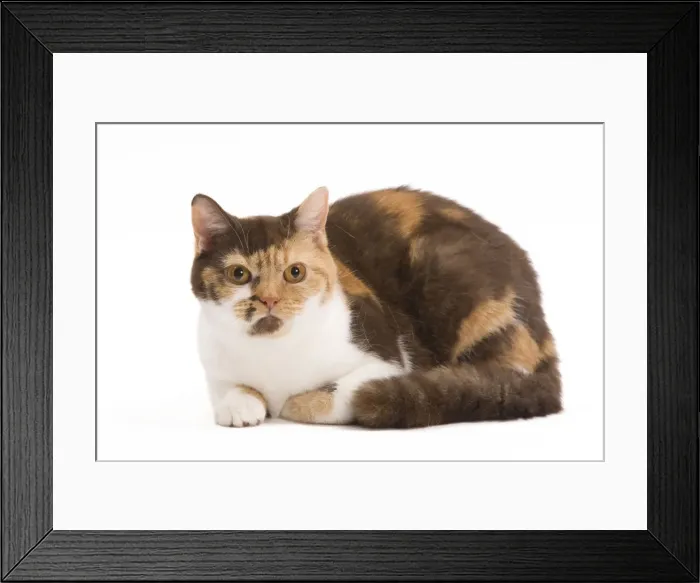 Framed Print : Cat - British Shorthair Chocolate Torite & White - 1 year old Framed Print : Cat - British Shorthair Chocolate Torite & White - 1 year old