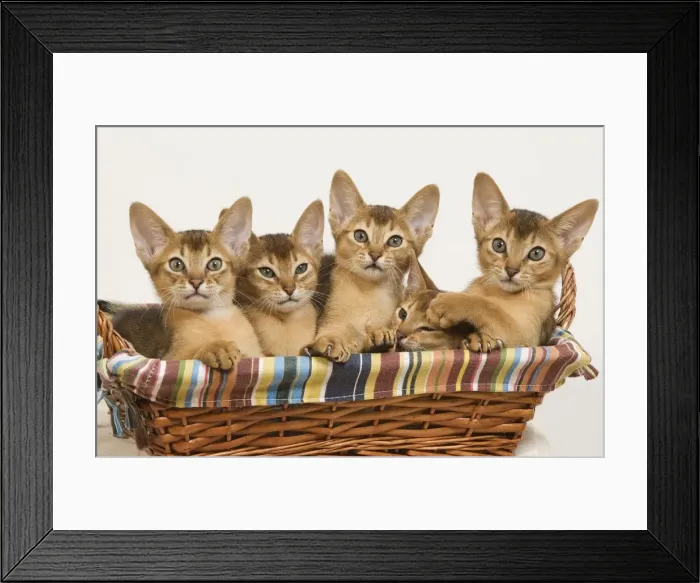 Framed Print : Cat - five Ruddy Abyssinian cats in basket Framed Print : Cat - five Ruddy Abyssinian cats in basket