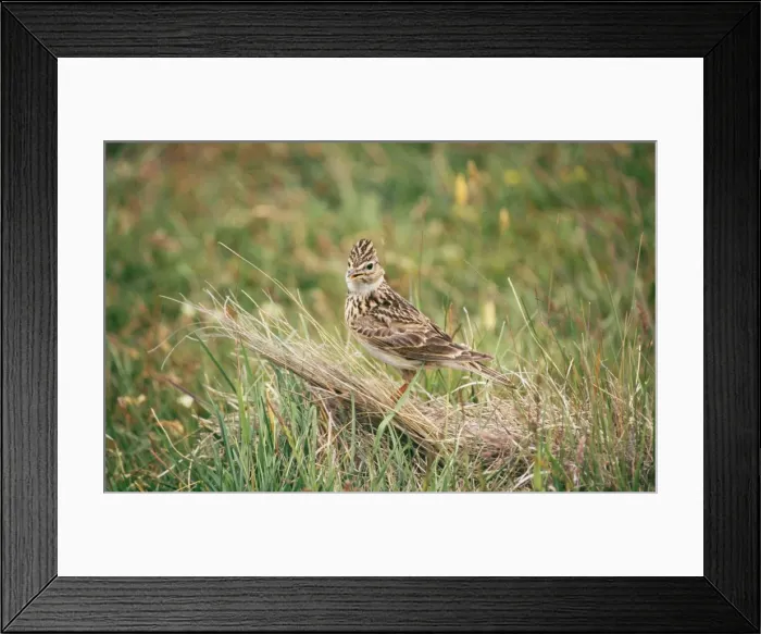 Framed Print : Skylark DH 2589 Alauda arvensis © Don Hadden / ARDEA LONDON Framed Print : Skylark DH 2589 Alauda arvensis © Don Hadden / ARDEA LONDON