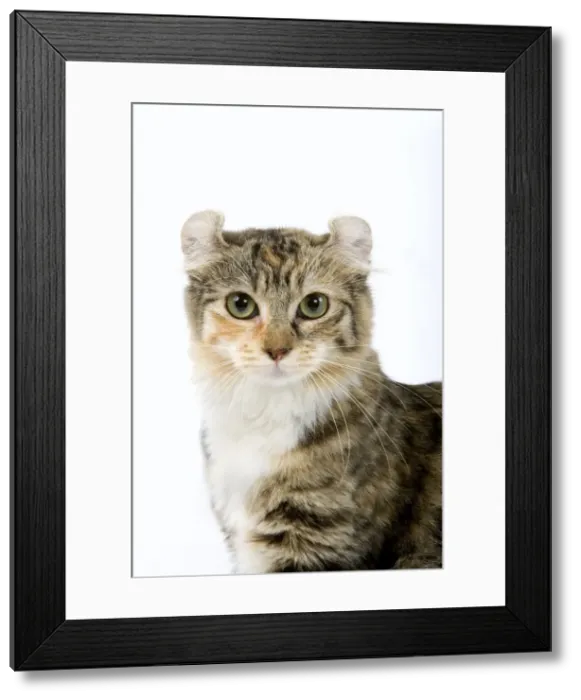 Framed Print : Cat- American Curl - Brown tortie blotched tabby & white Framed Print : Cat- American Curl - Brown tortie blotched tabby & white
