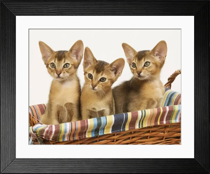 Framed Print : Cat - three Ruddy Abyssinian cats in basket Framed Print : Cat - three Ruddy Abyssinian cats in basket