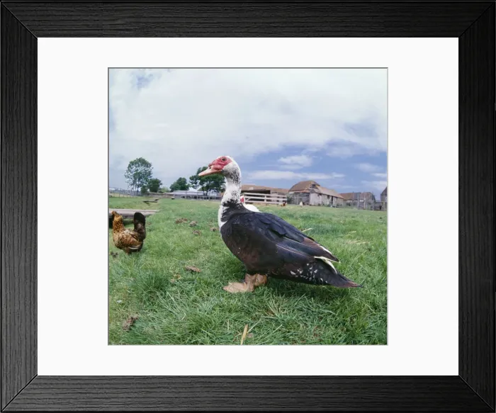 Framed Print : Muscovy Duck - in farm field Framed Print : Muscovy Duck - in farm field
