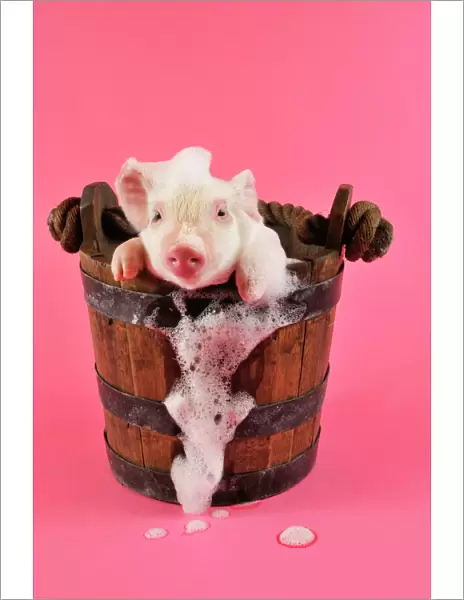 Pig. Large white cross piglet in bucket with bubbles