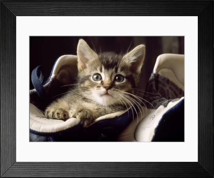 Framed Print : Cat - kitten in boots Framed Print : Cat - kitten in boots