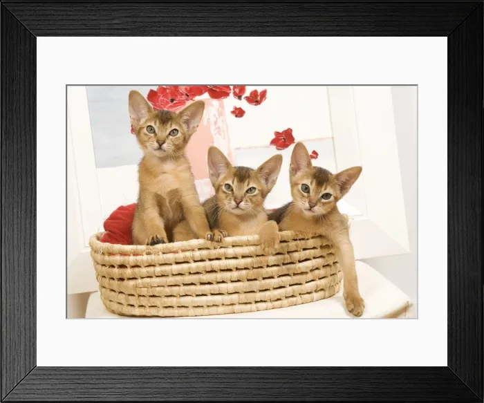 Framed Print : Cat - three Ruddy Abyssinian cats in basket