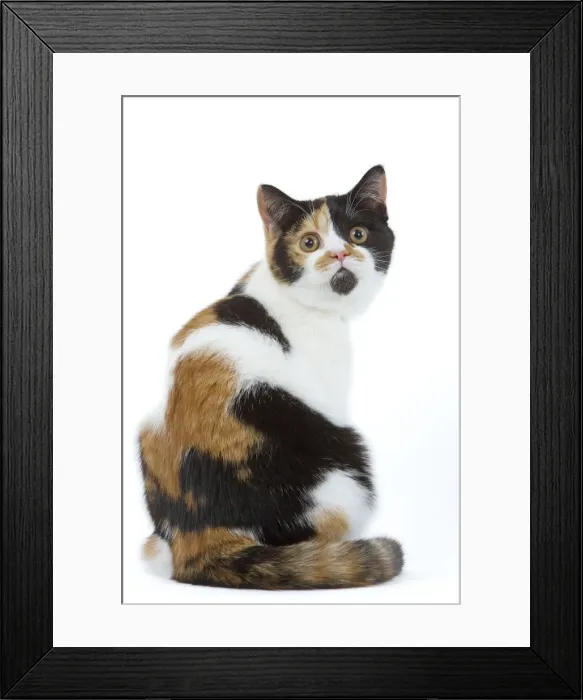 Framed Print : Cat - British shorthair - tortoiseshell & white Framed Print : Cat - British shorthair - tortoiseshell & white