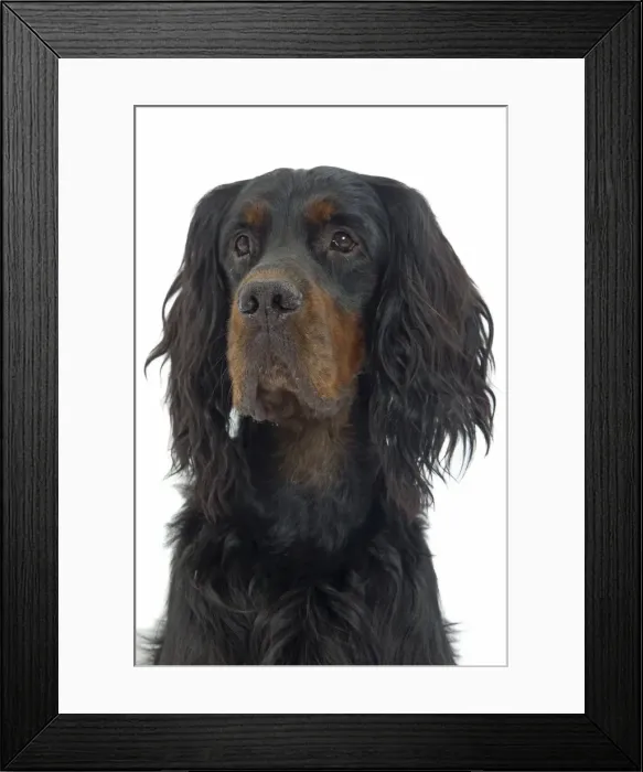 Framed Print : Dog - Gordon Setter in studio Framed Print : Dog - Gordon Setter in studio