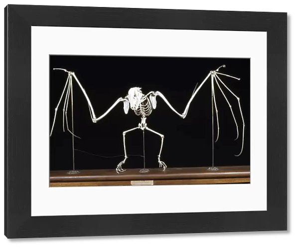 Fruit Bat  /  Flying Fox Skeleton