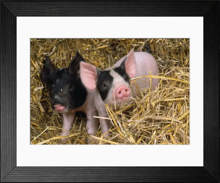 Framed Print : Black & White Pig - piglets in straw Framed Print : Black & White Pig - piglets in straw
