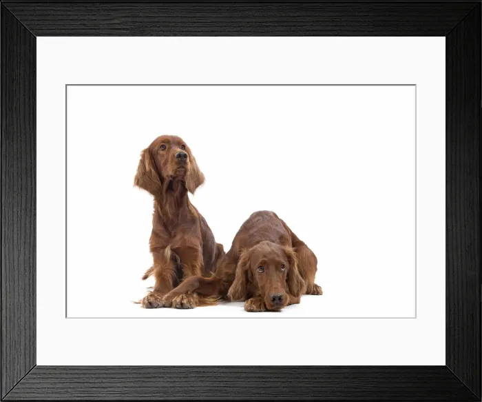 Framed Print : Dog - Red / Irish Setter - two in studio Framed Print : Dog - Red / Irish Setter - two in studio