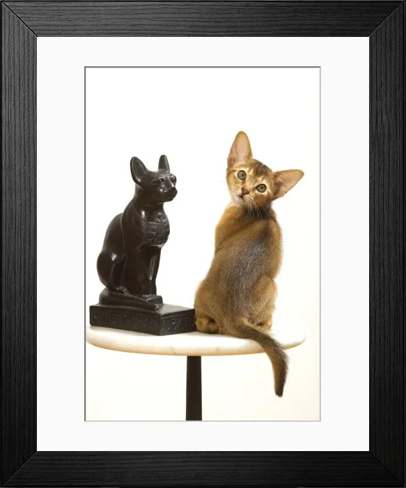 Framed Print : Cat - Ruddy Abyssinian in studio with statue of cat Framed Print : Cat - Ruddy Abyssinian in studio with statue of cat
