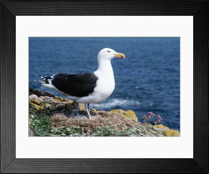 Framed Print : Great Black-backed Gull - standing on nest with chicks Framed Print : Great Black-backed Gull - standing on nest with chicks
