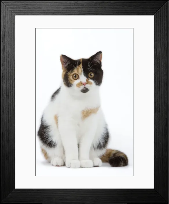 Framed Print : Cat - British shorthair - tortoiseshell & white