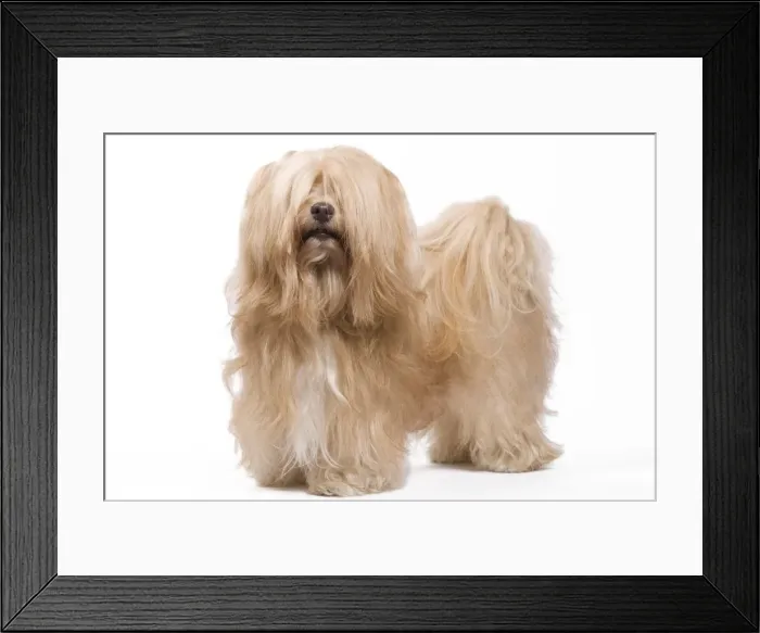 Framed Print : Dog - Bichon Havanais / Havanese in studio Framed Print : Dog - Bichon Havanais / Havanese in studio