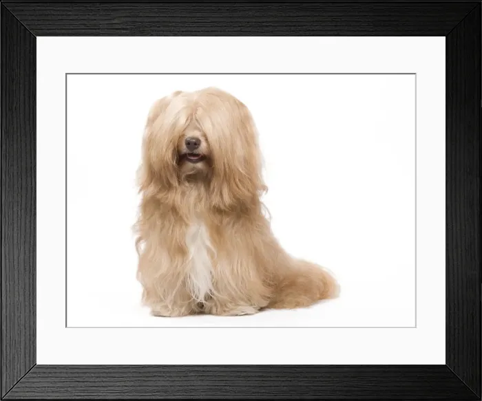 Framed Print : Dog - Bichon Havanais / Havanese in studio Framed Print : Dog - Bichon Havanais / Havanese in studio