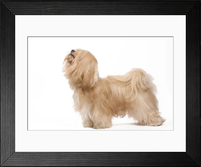 Framed Print : Dog - Bichon Havanais / Havanese in studio Framed Print : Dog - Bichon Havanais / Havanese in studio