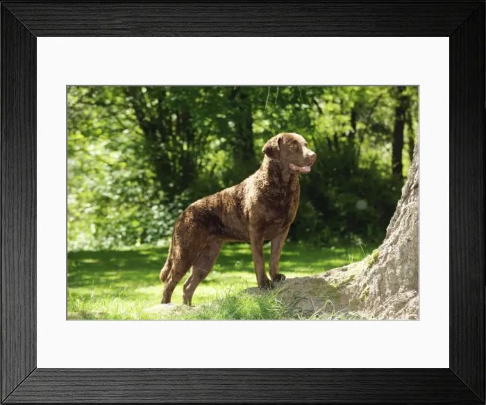 Framed Print : DOG. Cheasapeake bay retriever standing on tree root Framed Print : DOG. Cheasapeake bay retriever standing on tree root