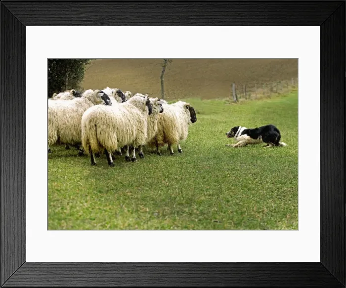Framed Print : Dog - Border collie rounding up black-faced sheep in field Framed Print : Dog - Border collie rounding up black-faced sheep in field